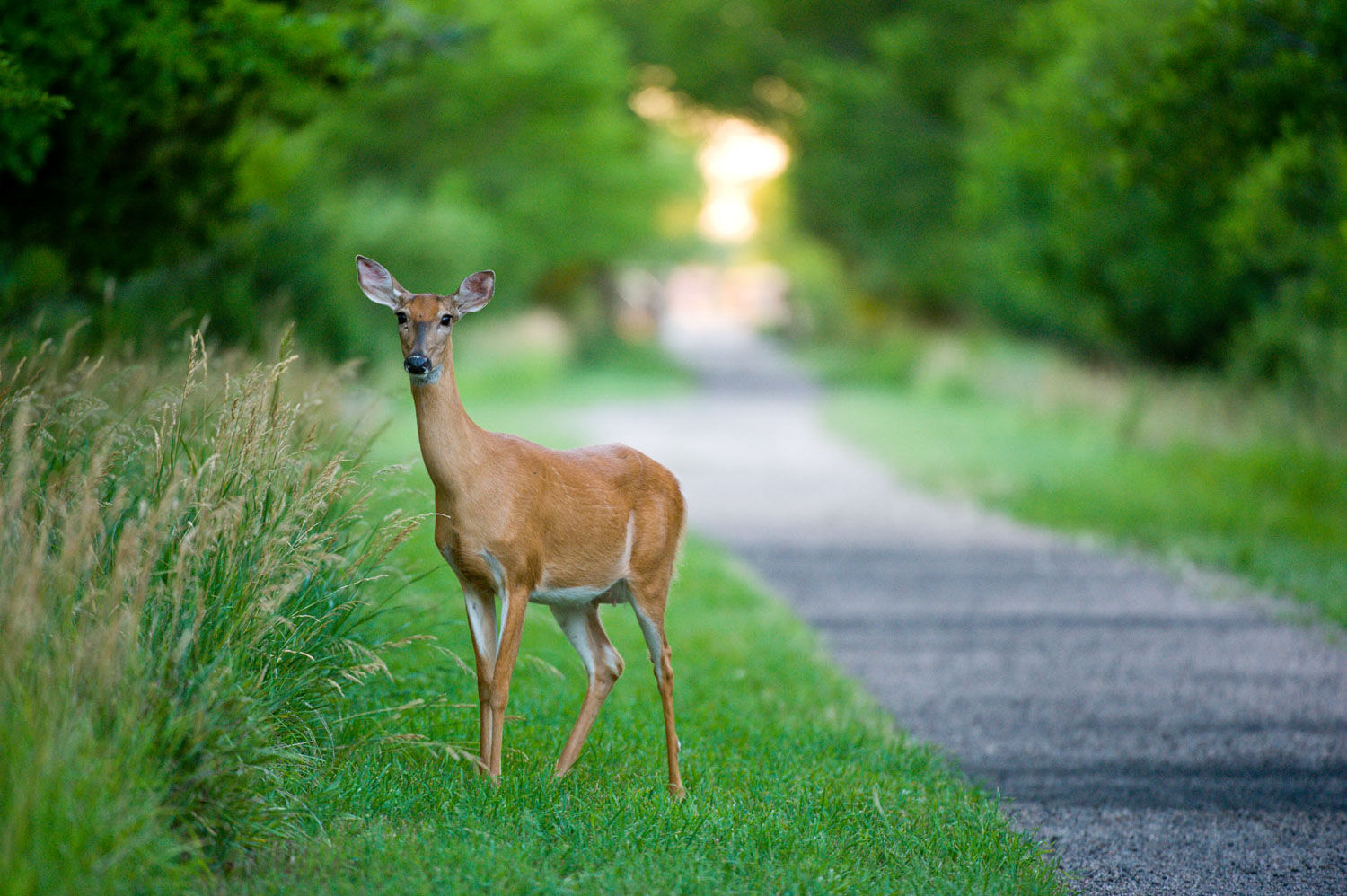 Stag
